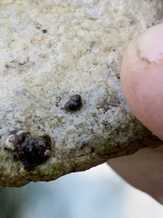 Pyrgulopsis