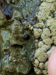 Pyrgulopsis