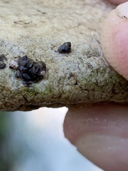 Pyrgulopsis