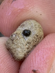 Pyrgulopsis