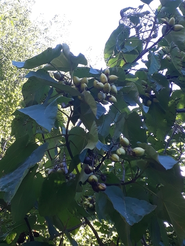 paulovnia plstnatá (Paulownia tomentosa)