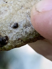 Pyrgulopsis