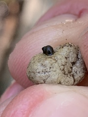 Pyrgulopsis