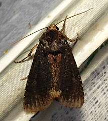 Melanchra assimilis