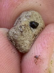 Pyrgulopsis