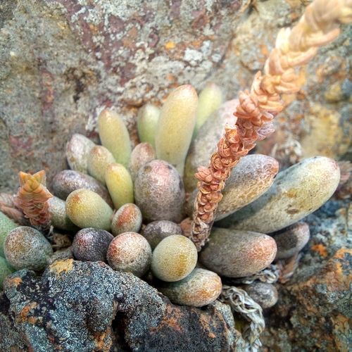 Adromischus mammillaris
