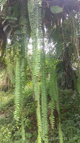 Nephrolepis pendula · iNaturalist