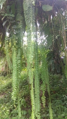 Nephrolepis pendula
