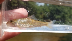 Moxostoma erythrurum