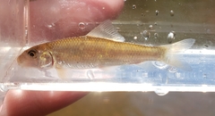 Moxostoma erythrurum