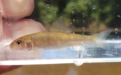 Moxostoma erythrurum