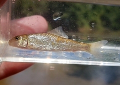 Moxostoma erythrurum