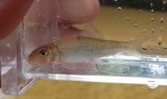 Moxostoma erythrurum