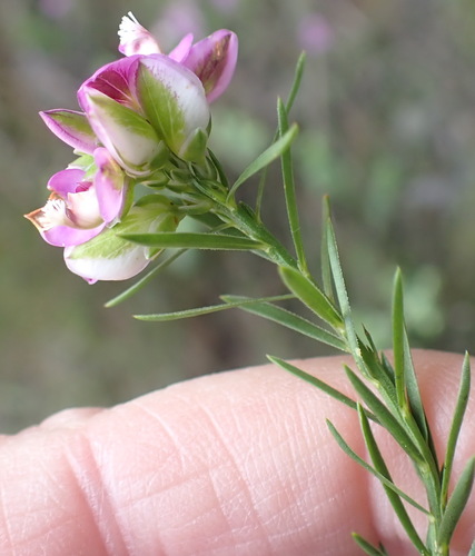 Image of Polygala umbellata by (c) Nicola van Berkel, some rights reserved (CC BY-SA)