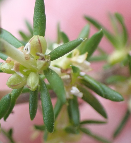 Image of Anthospermum aethiopicum by (c) Nicola van Berkel, some rights reserved (CC BY-SA)