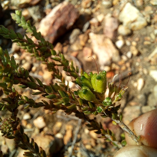 Image of Agathosma roodebergensis by (c) kevin koen, some rights reserved (CC BY-SA)