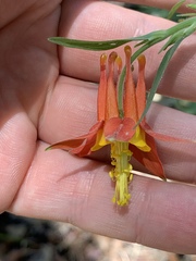 Aquilegia shockleyi