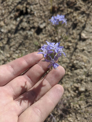 Eriastrum densifolium