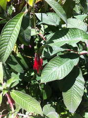 Fuchsia boliviana
