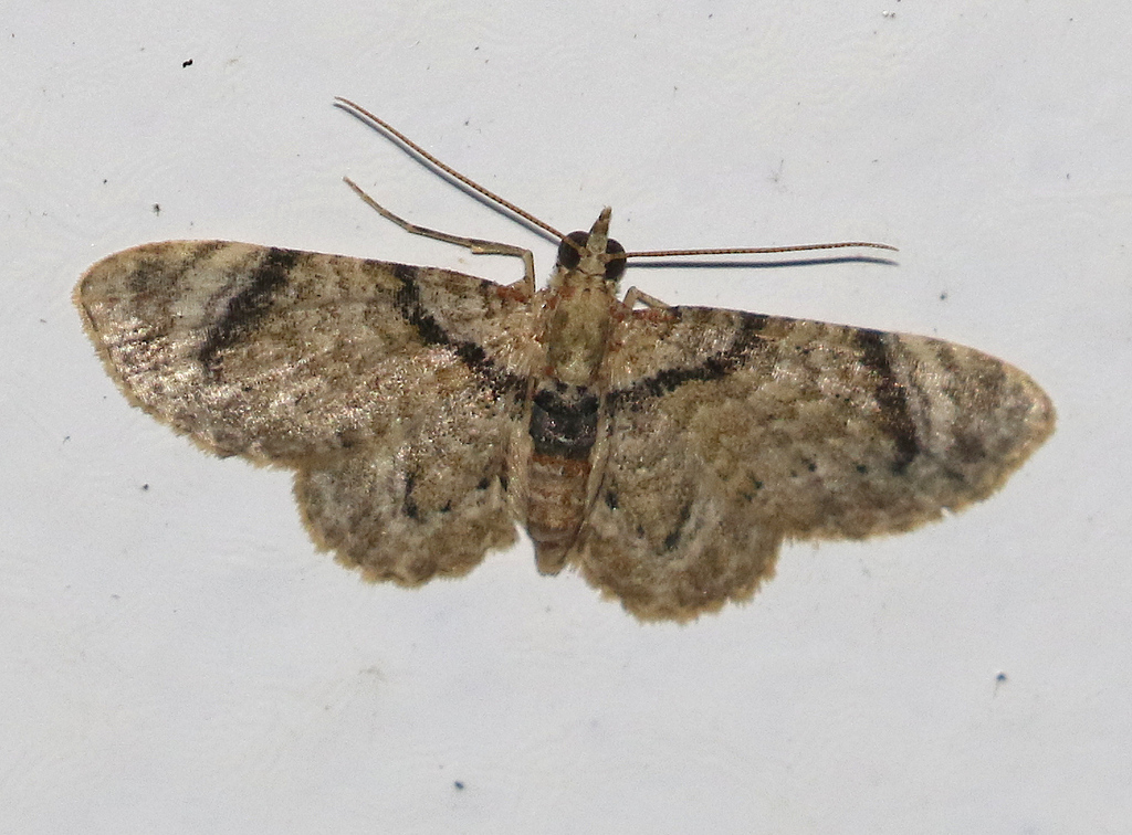Gymnoscelis transapicalis