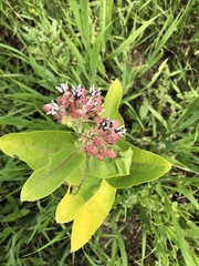 Asclepias speciosa × syriaca