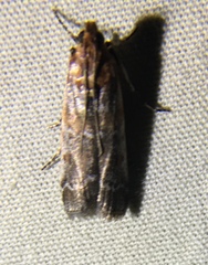 Euzophera ostricolorella