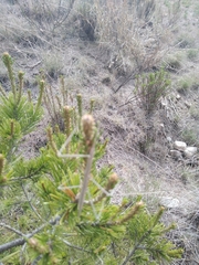 Pseudosermyle phalangiphora