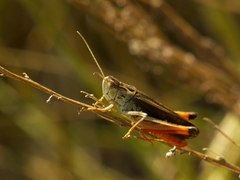 Stenobothrus rubicundulus