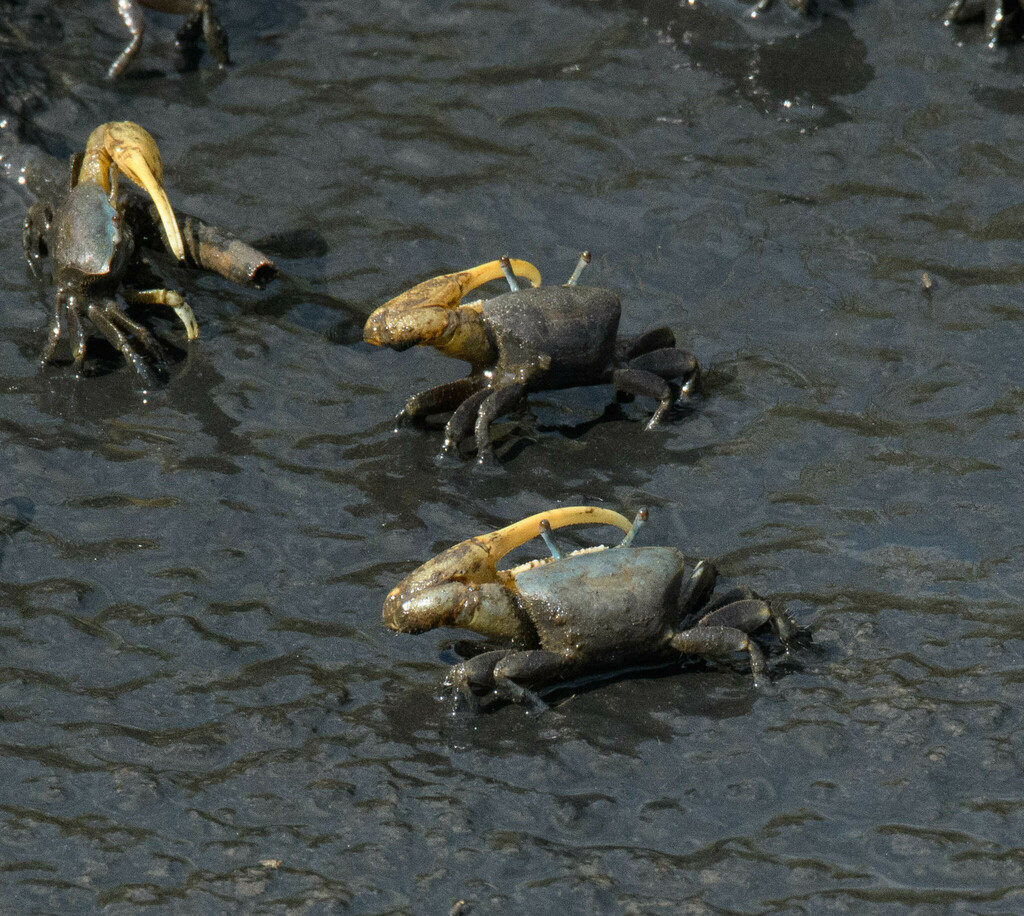 mud-fiddler-crab-from-leeds-eco-trail-edwin-b-forsythe-national