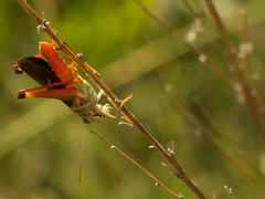 Stenobothrus rubicundulus