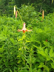 Lilium canadense