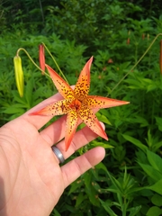Lilium canadense