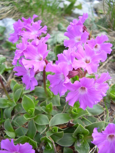 Image of Primula glaucescens by (c) Marcello Manara, some rights reserved (CC BY)