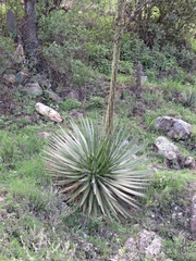 Agave schidigera