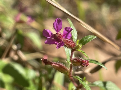 Blue waxweed (Cuphea viscosissima)