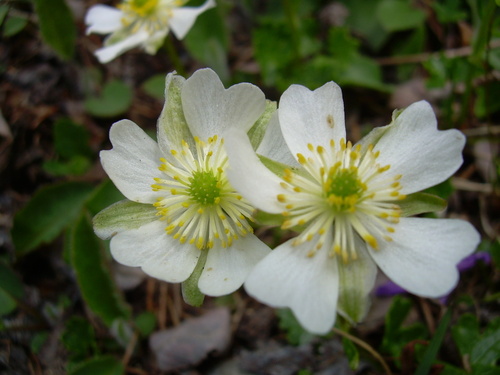 Image of Ranunculus alpestris by (c) Marcello Manara, some rights reserved (CC BY)