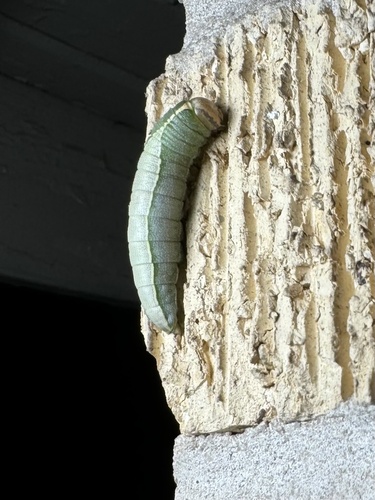 Heterocampa astartoides photo 2