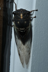 Neotibicen lyricen engelhardti