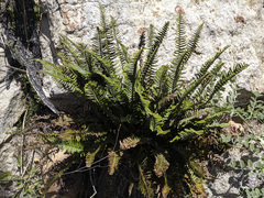 Polystichum imbricans