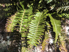 Polystichum imbricans