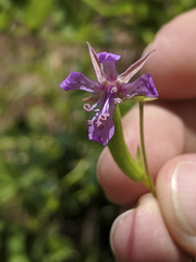 Clarkia rhomboidea
