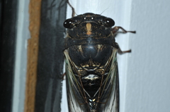 Neotibicen lyricen engelhardti
