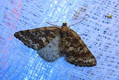 Eufidonia convergaria