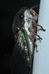 Neotibicen lyricen engelhardti