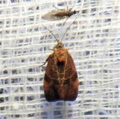 Evora hemidesma