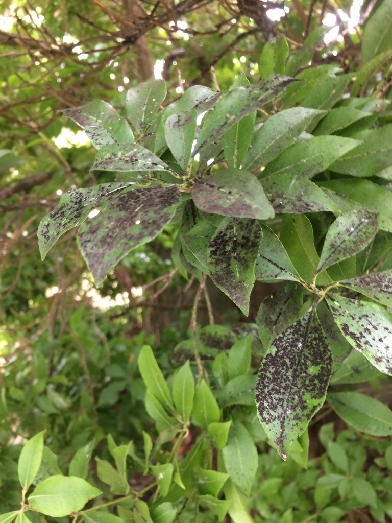 Fumiglobus pieridicola