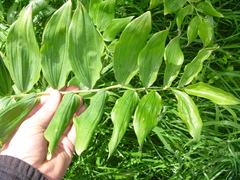 Polygonatum × hybridum