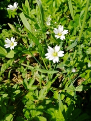 Cerastium davuricum