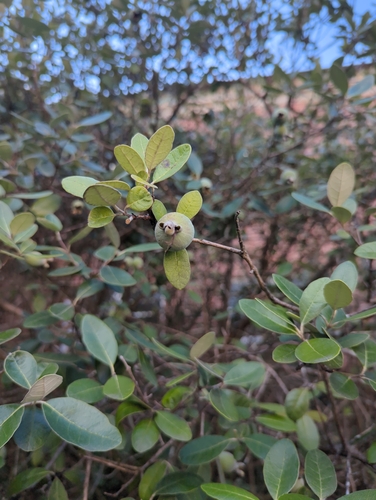 Image of Feijoa sellowiana by no rights reserved