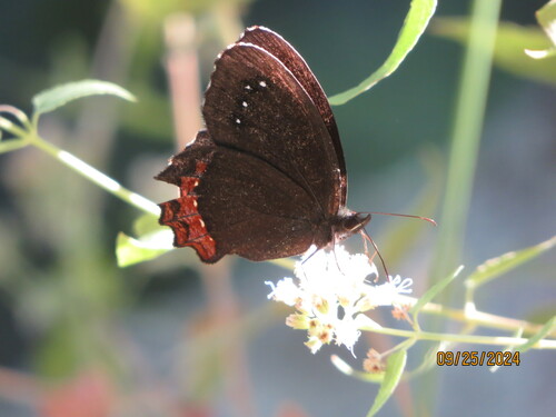 Red-bordered Satyr photo 3